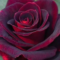 Black Prince (Черный принц)
