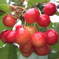 Черешня Брянская розовая