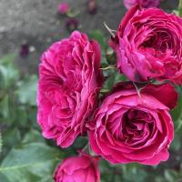 Mona Lisa (Мона Лиза)