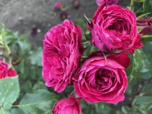 Mona Lisa (Мона Лиза)