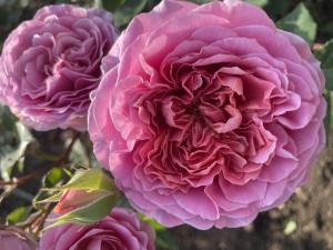 Robe a la francaise (Французское платье)